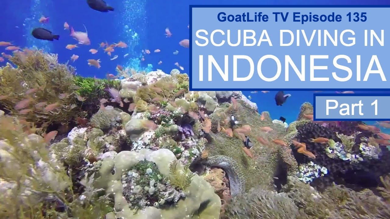 Diving In Alor: Perfect Visibility & Amazing Coral Reefs