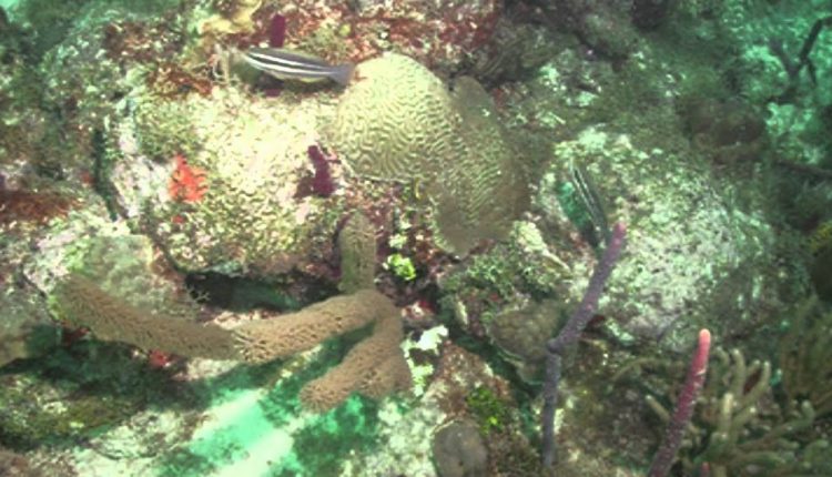 Scuba Diving in Dominican with Scuba Divers of Dive Shop in Englewood, FL near Venice, FL