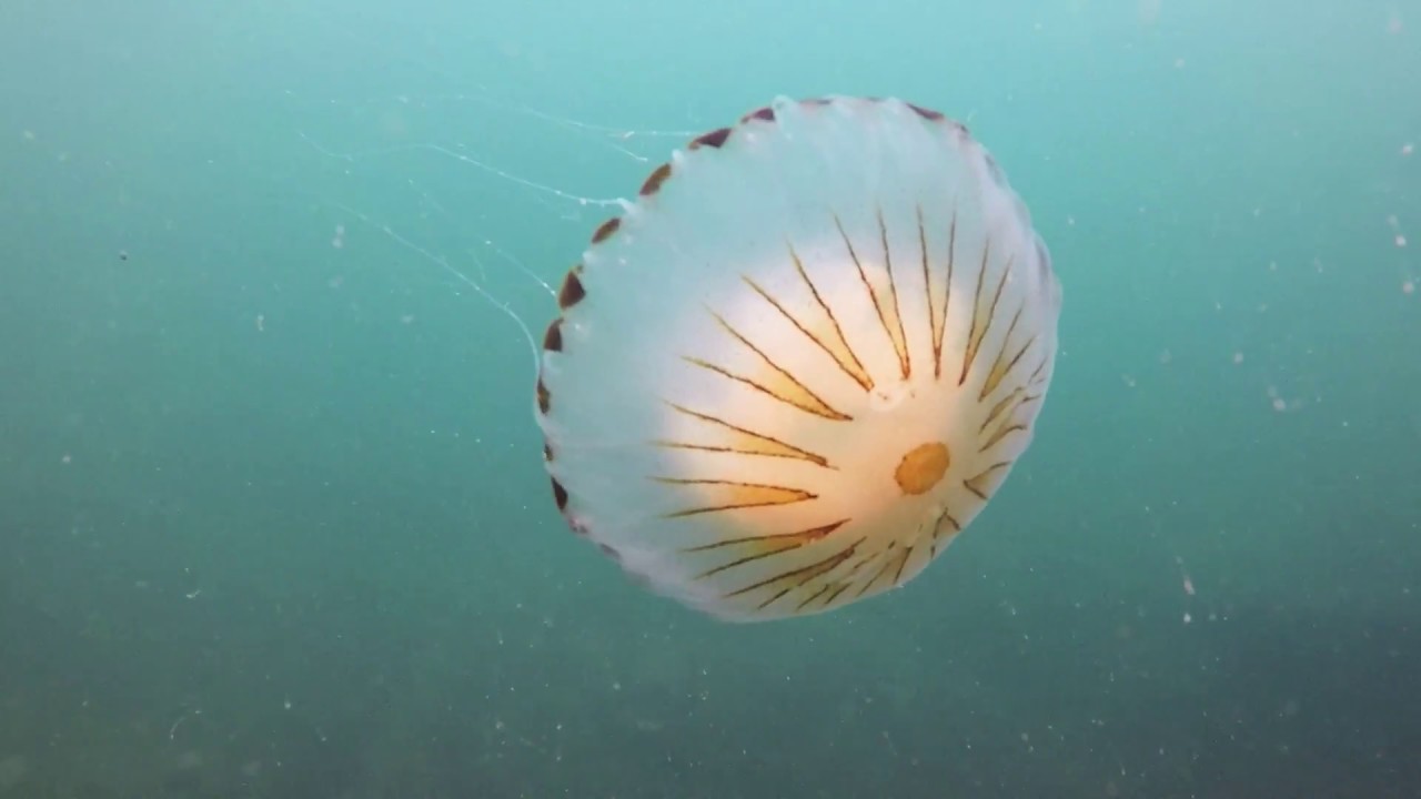 Scuba Diving North Norfolk  Compass Jellyfish at Weybourne