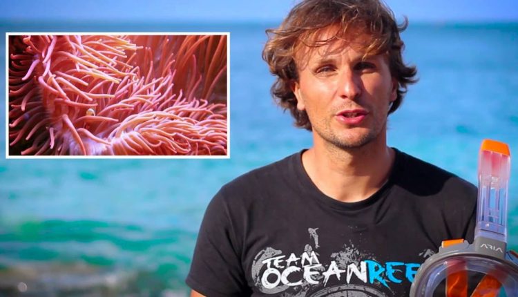 The history of ARIA Full Face Snorkeling Mask