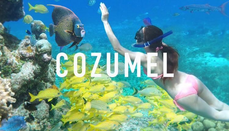 COZUMEL SNORKELING TIPS & Creepy Animals