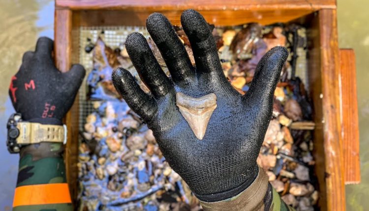 I Found a Megalodon Shark Tooth Underwater in a Shallow Creek! (How to Find Shark Teeth)