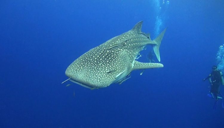 TOP 10 Things to see Scuba Diving in Koh Tao, Thailand