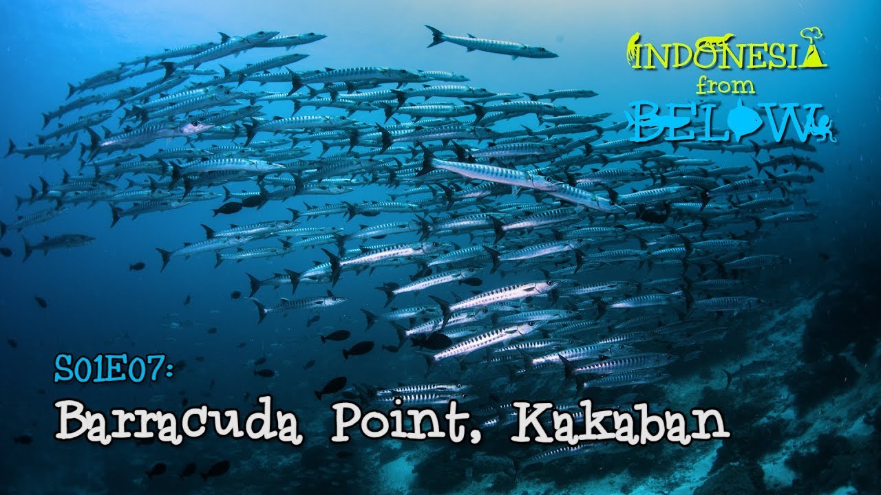 The World’s Best Dive Site: Barracuda Point, Kakaban [4K] | Indonesia from Below (S01E07) | SZtv