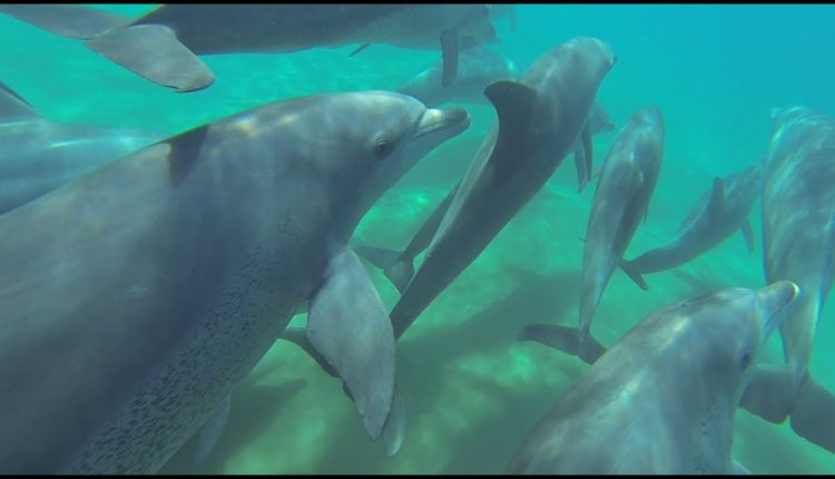 Scuba diving in Sodwana Bay. KwaZulu Natal