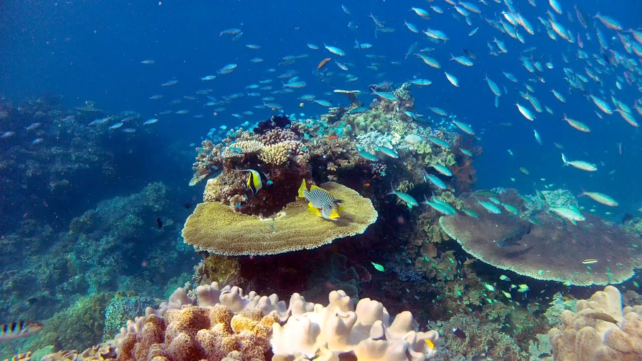Diving  - Great Barrier Reef
