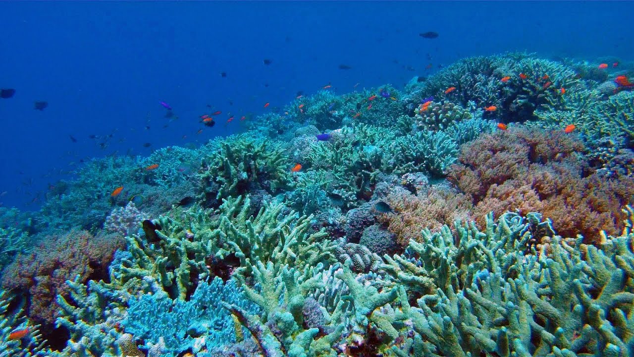 Tubbataha Reef Diving via Expedition Fleet Oceanic Explorer