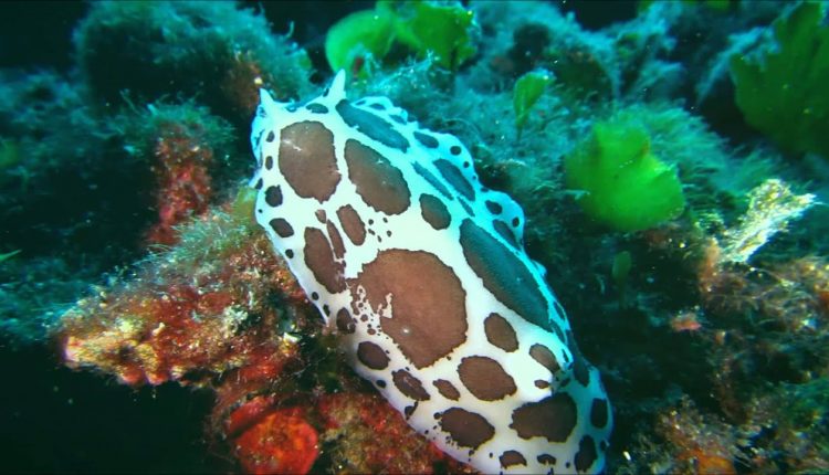 Sithonia, Halkidiki, best scuba diving in North Greece with Shark Fin Scuba Diving Center