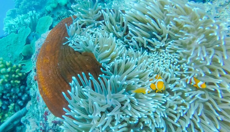 Scuba diving the great barrier reef with Ocean Freedom - Matjoez VLOG 120