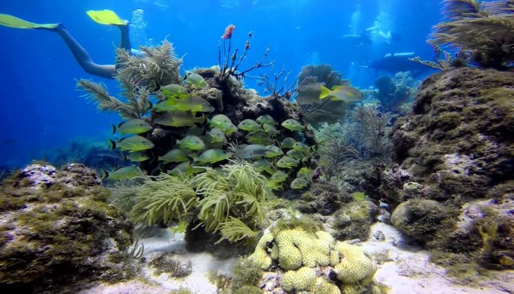 Scuba Diving Key Largo July 2015 GoPro Hero4 Black