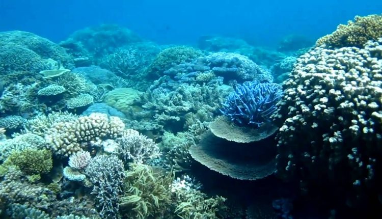 Best Snorkeling Australia Great Barrier Reef