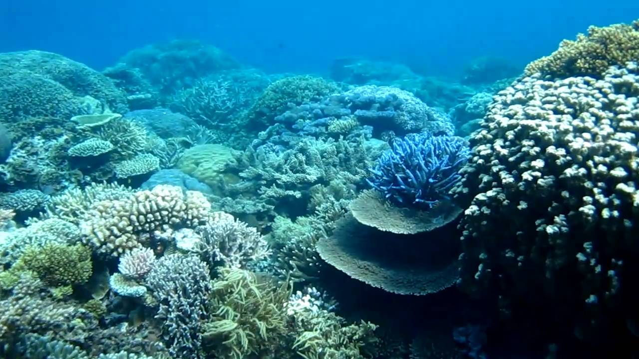 Best Snorkeling Australia Great Barrier Reef
