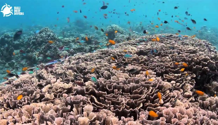 Best Of Amed  - Jemeluk Reef (East coast of Bali)