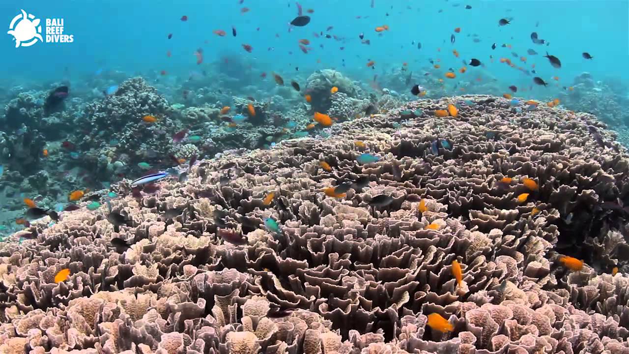 Best Of Amed  - Jemeluk Reef (East coast of Bali)
