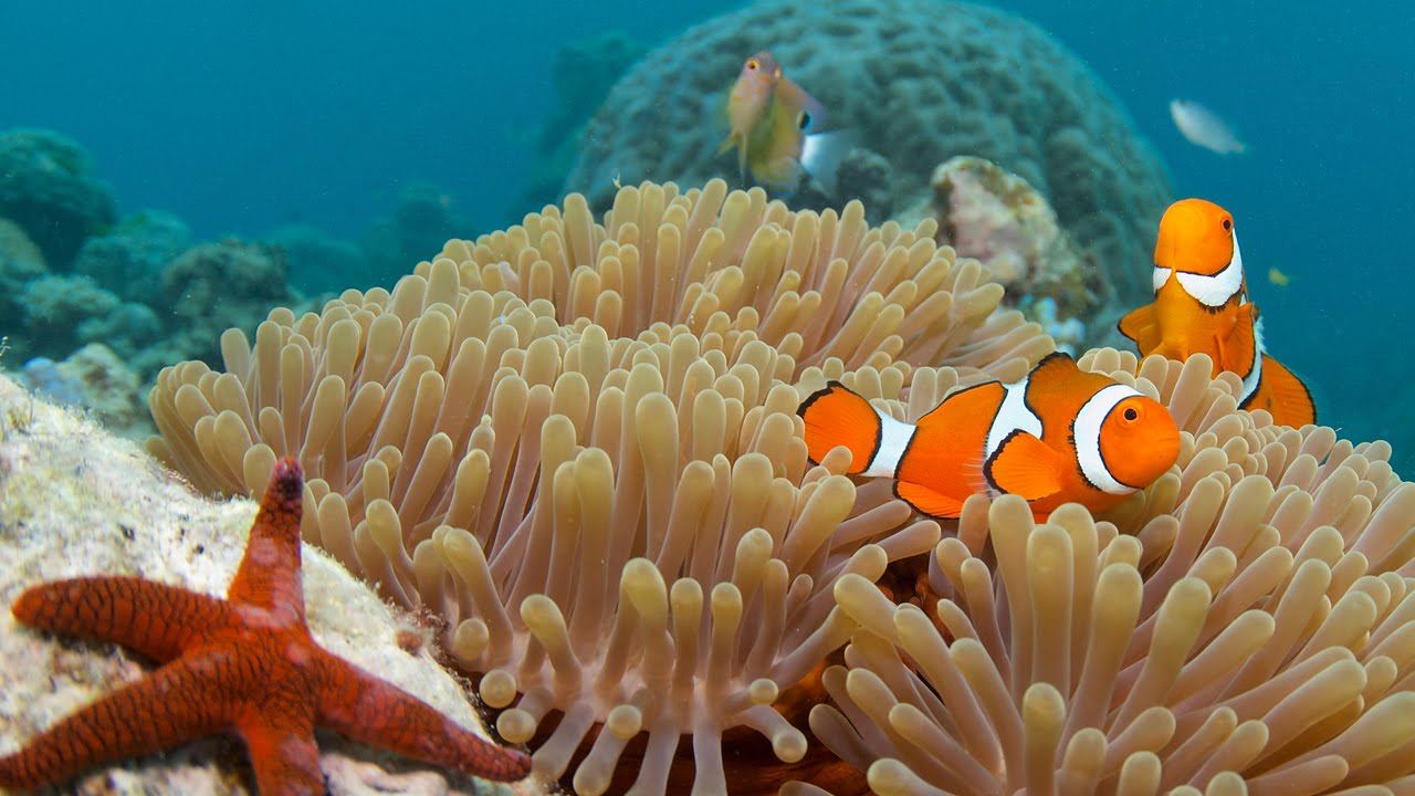 Great Barrier Reef: Dive sites and marine life that inspired the Sir David Attenborough documentary