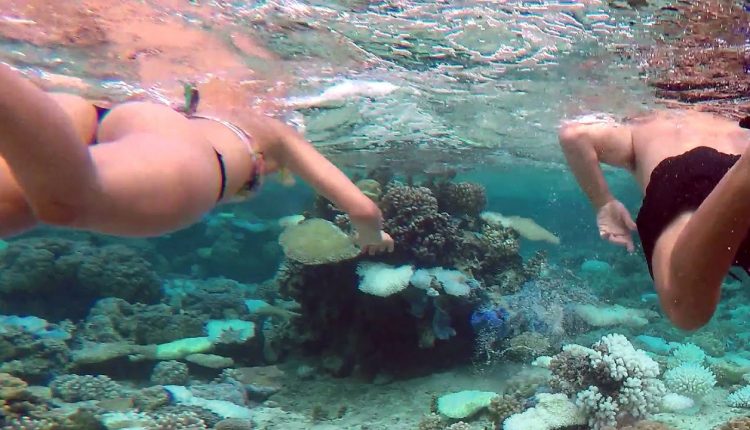 Bora Bora Pure Snorkeling Reef Discovery Tour: Day 2 in 4K