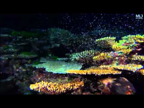 Coral Sea Dreaming: Coral Spawning