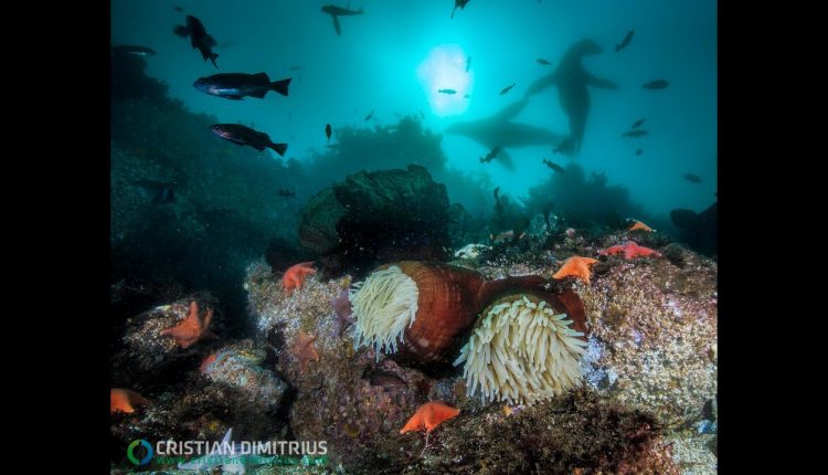 Scuba Diving in Monterey Bay, California