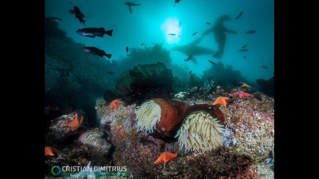 Scuba Diving in Monterey Bay, California