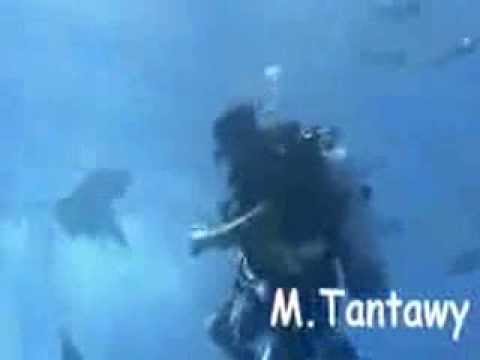 Diving underwater in Egypt