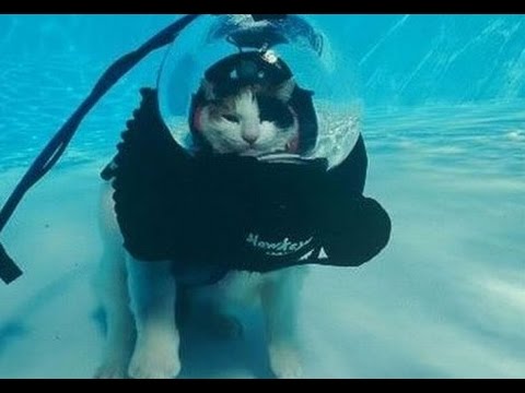 Ten Animals That Looks Better in Scuba Diving Gear Then You