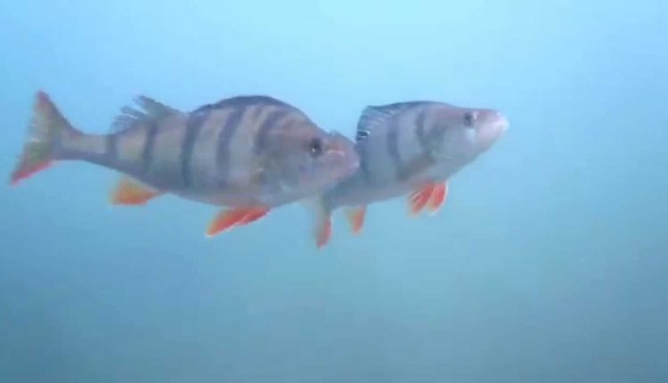 Scuba diving Ellerton Lake, North Yorkshire