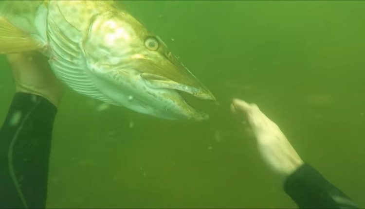 SCUBA Diving A Freshwater River And Petting A Muskie