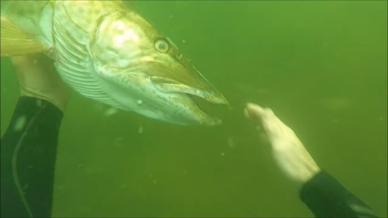 SCUBA Diving A Freshwater River And Petting A Muskie