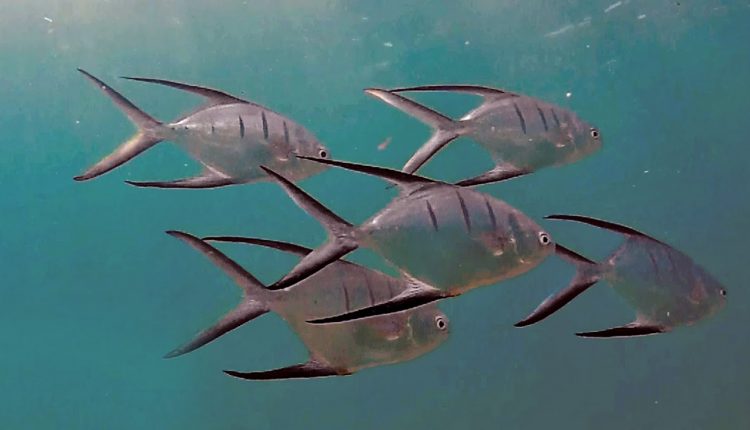 Snorkeling Ocean Reef Park | Riviera Beach / Singer Island